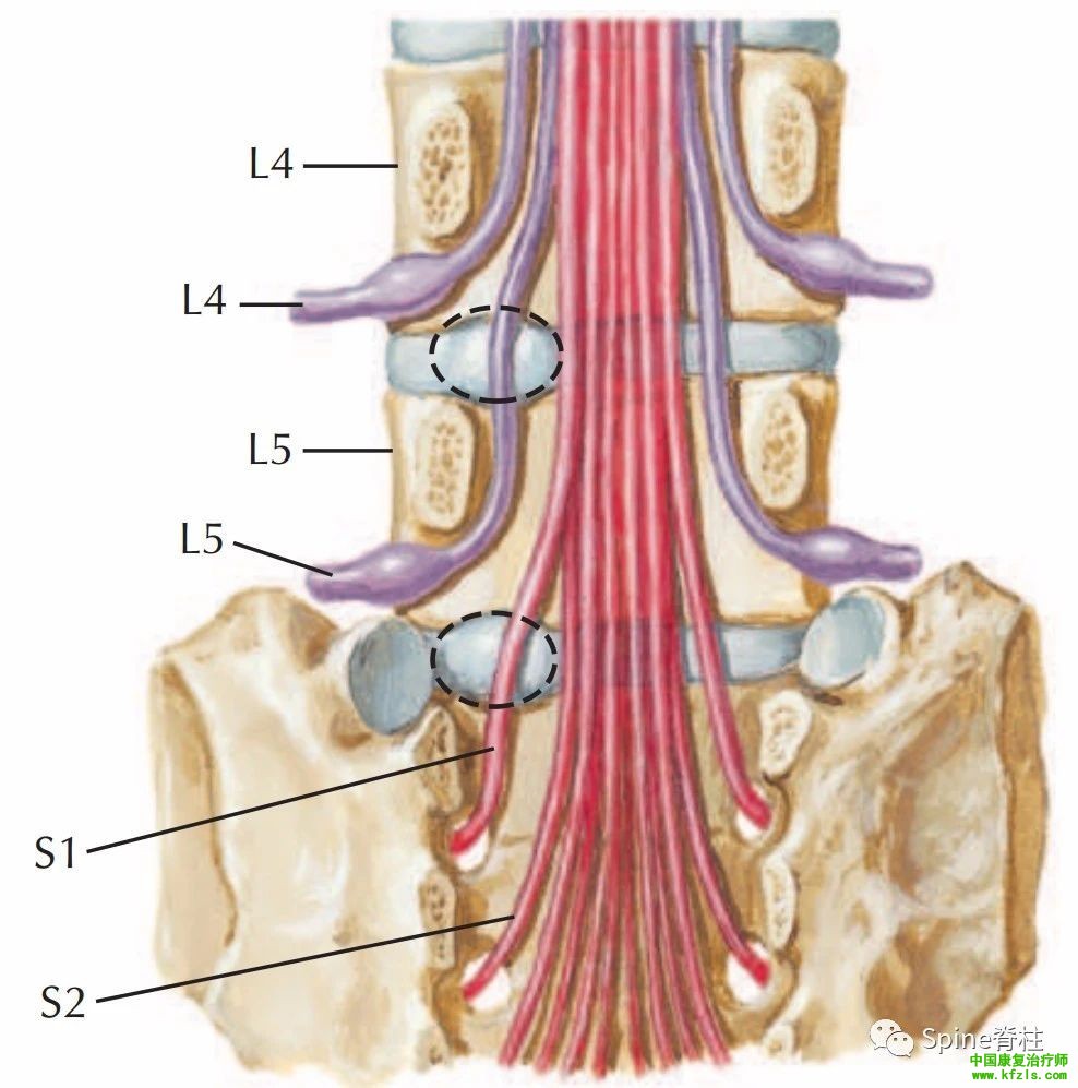 脊柱的神经支配及其相关疼痛，高清图文系统讲解！