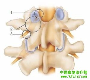 脊柱的神经支配及其相关疼痛，高清图文系统讲解！