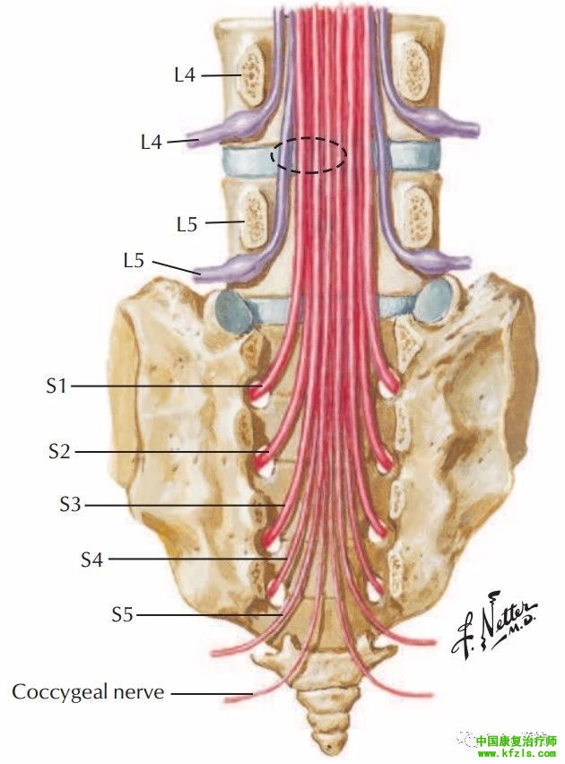 脊柱的神经支配及其相关疼痛，高清图文系统讲解！