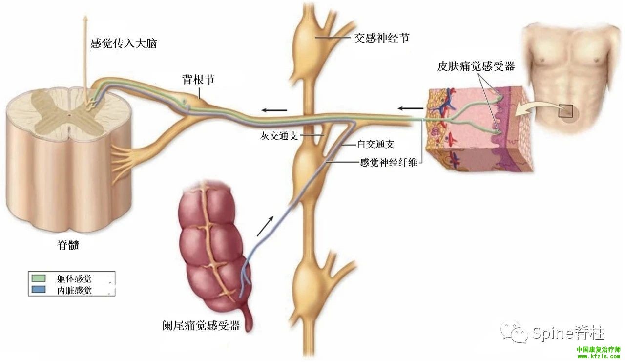 脊柱的神经支配及其相关疼痛，高清图文系统讲解！