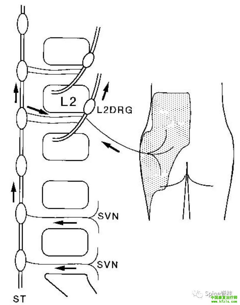 脊柱的神经支配及其相关疼痛，高清图文系统讲解！