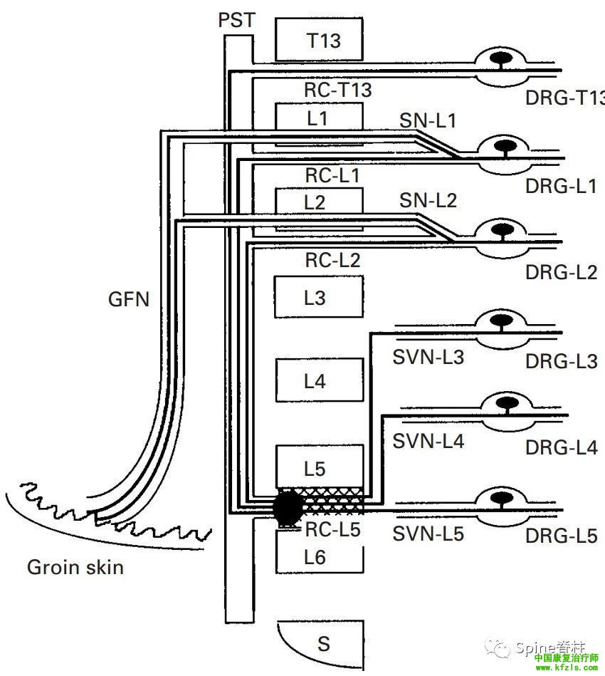 脊柱的神经支配及其相关疼痛，高清图文系统讲解！