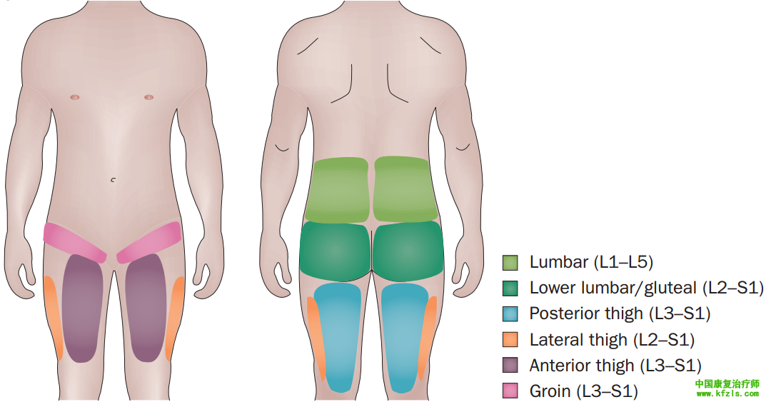 脊柱的神经支配及其相关疼痛，高清图文系统讲解！