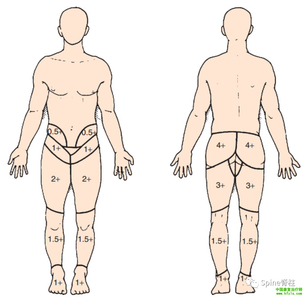 脊柱的神经支配及其相关疼痛，高清图文系统讲解！
