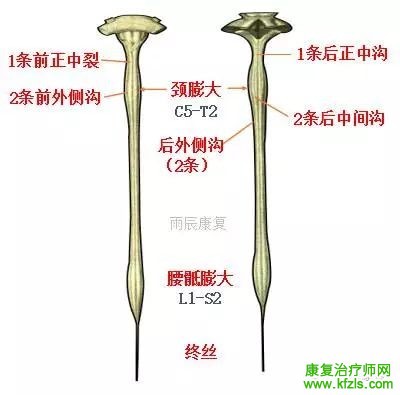 脊髓损伤康复