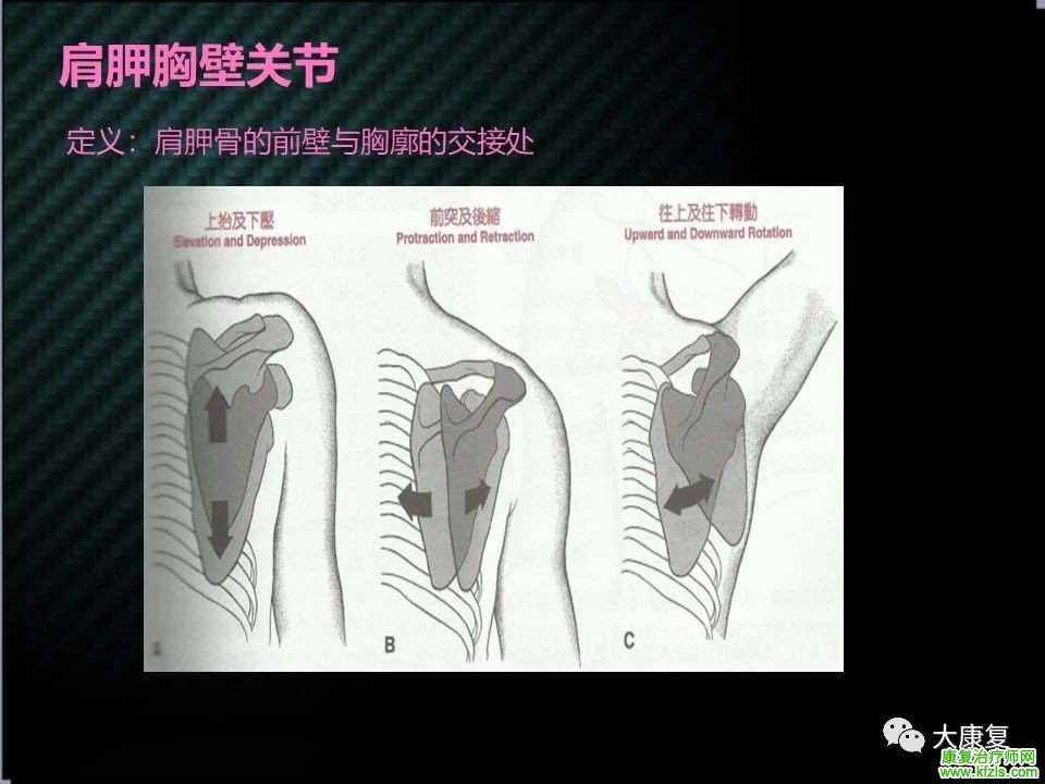 【收藏】肩关节功能解剖及康复方案