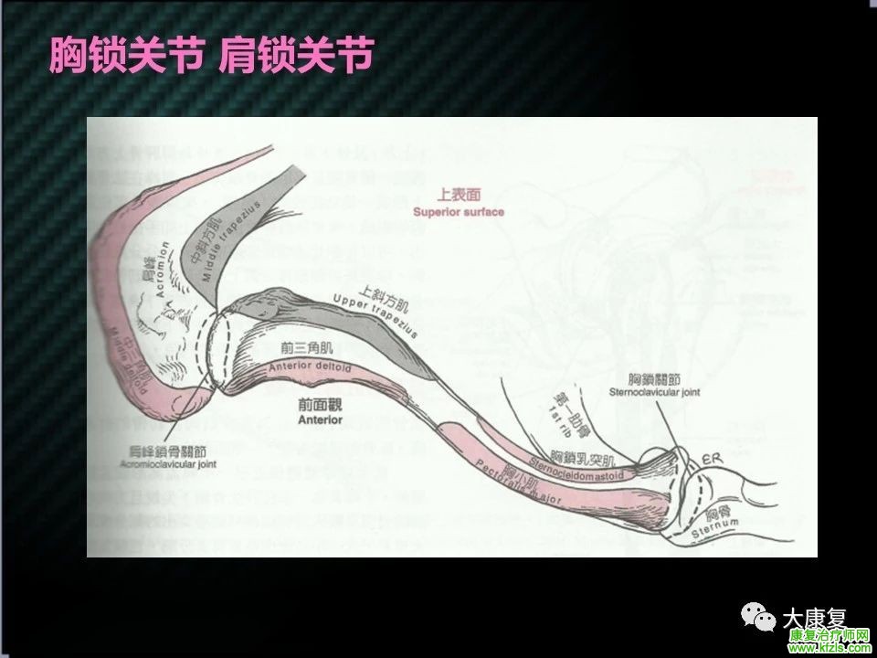 【收藏】肩关节功能解剖及康复方案