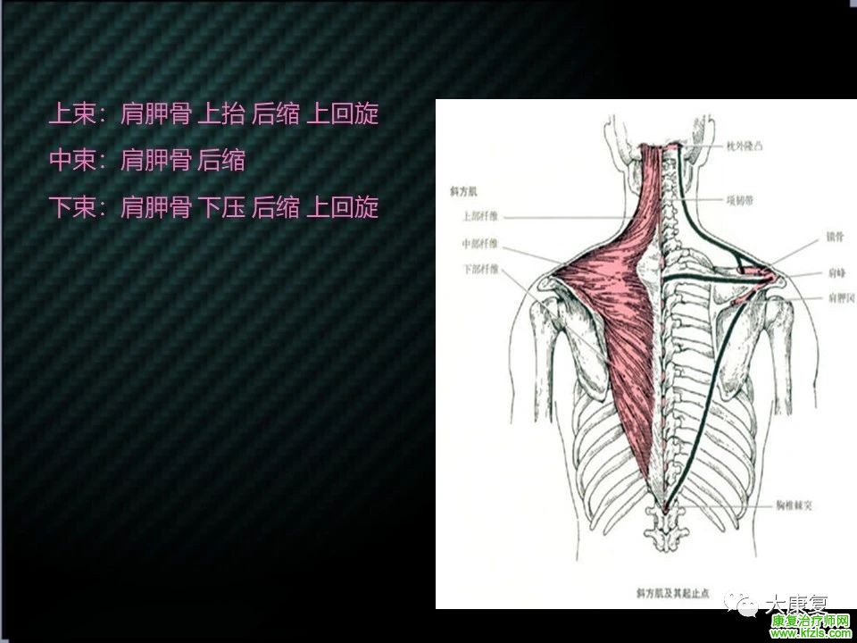 【收藏】肩关节功能解剖及康复方案