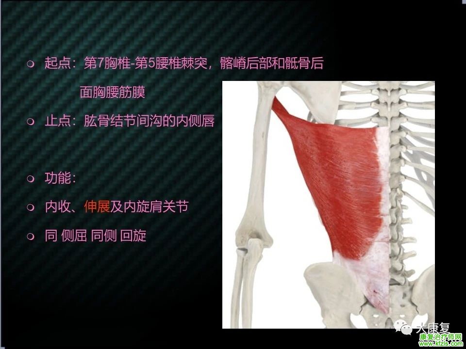 【收藏】肩关节功能解剖及康复方案