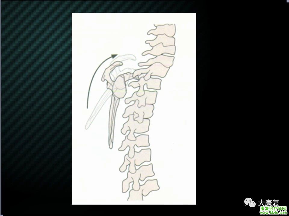 【收藏】肩关节功能解剖及康复方案