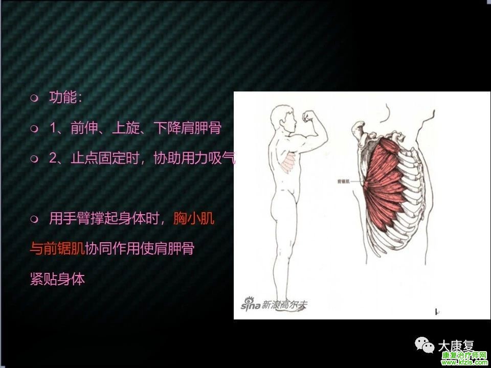 【收藏】肩关节功能解剖及康复方案