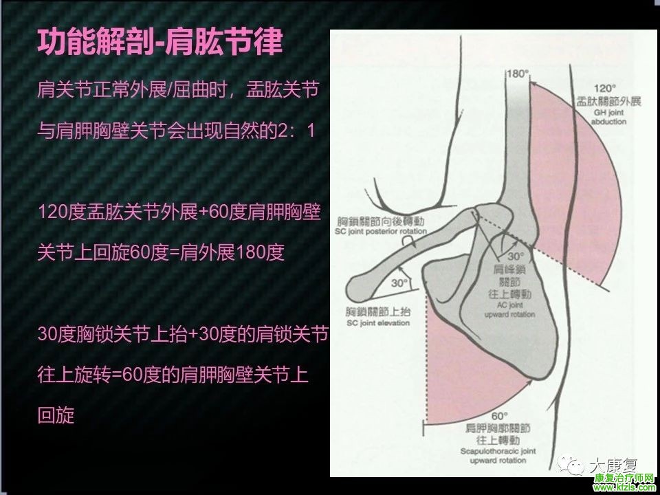 【收藏】肩关节功能解剖及康复方案