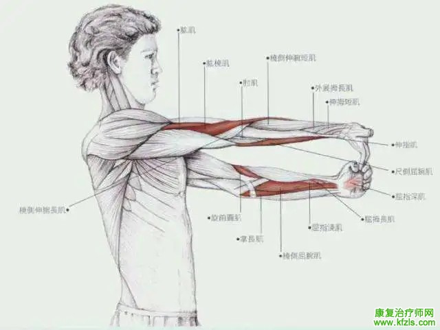 肌肉牵伸技术以及方法