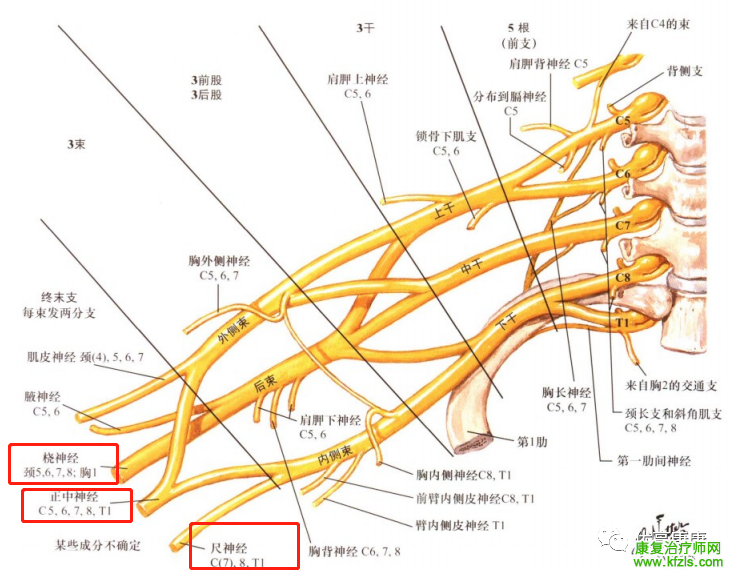 尺神经、桡神经、正中神经张力测试及神经松动