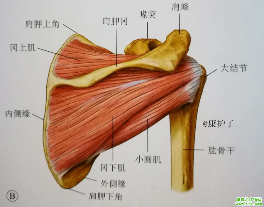 肩周炎，该如何康复锻炼和预防呢？