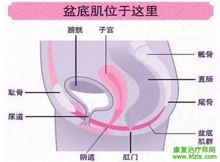 收藏！骨盆前后、上下倾斜的康复治疗！