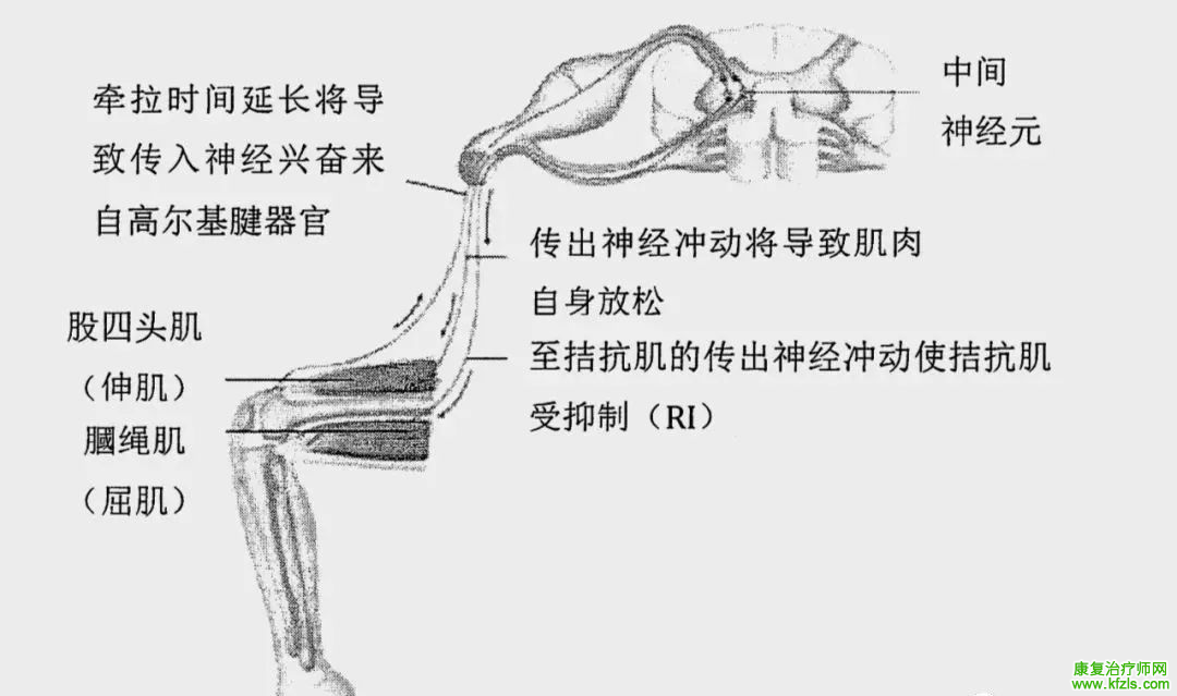 肌肉能量技术（MET）的基础