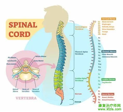 脊髓损伤的康复训练