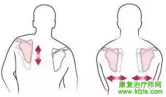 肩胛带的解剖与功能，图文详解