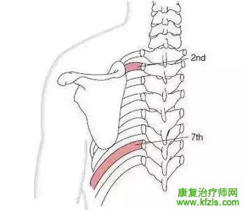 肩胛带的解剖与功能，图文详解