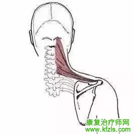 肩胛带的解剖与功能，图文详解