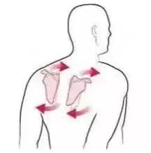 肩胛带的解剖与功能，图文详解