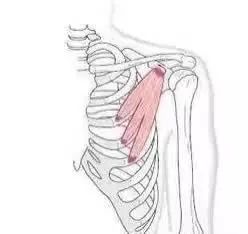 肩胛带的解剖与功能，图文详解