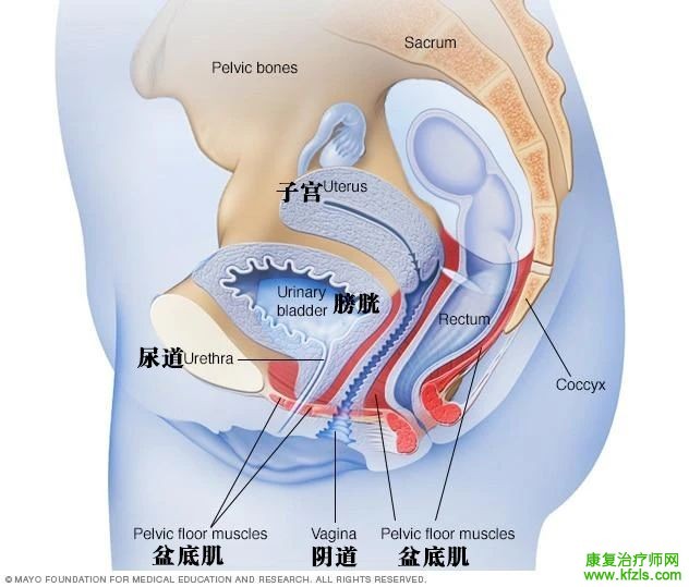 盆底肌