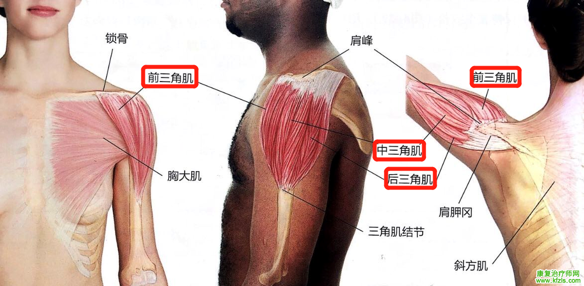 肩痛不一定是关节炎，也许是三角肌触发点引起的！