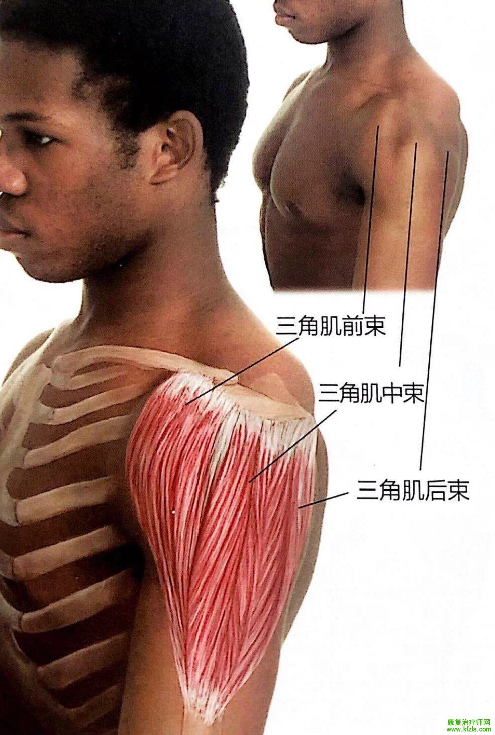 肩痛不一定是关节炎，也许是三角肌触发点引起的！