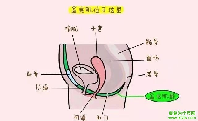 ​实用帖|盆底肌容易紧张怎么办？