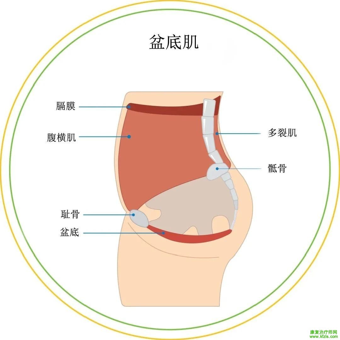 ​实用帖|盆底肌容易紧张怎么办？