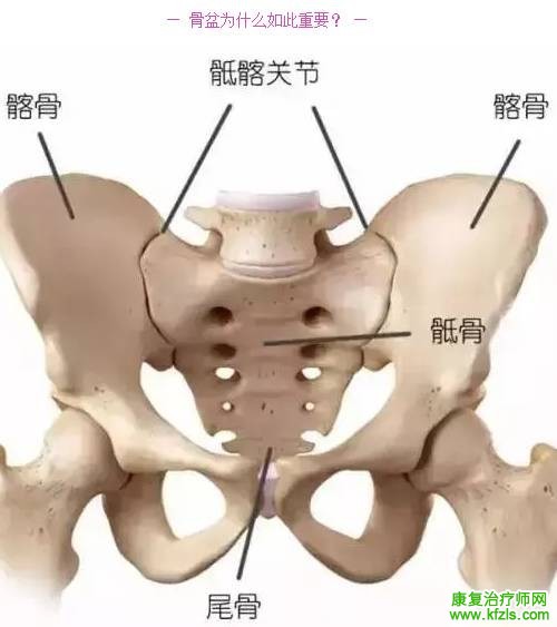 人体平衡的重点——骨盆