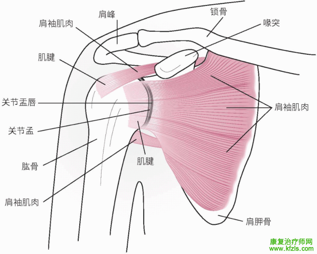 肩关节周围11条神经的解剖