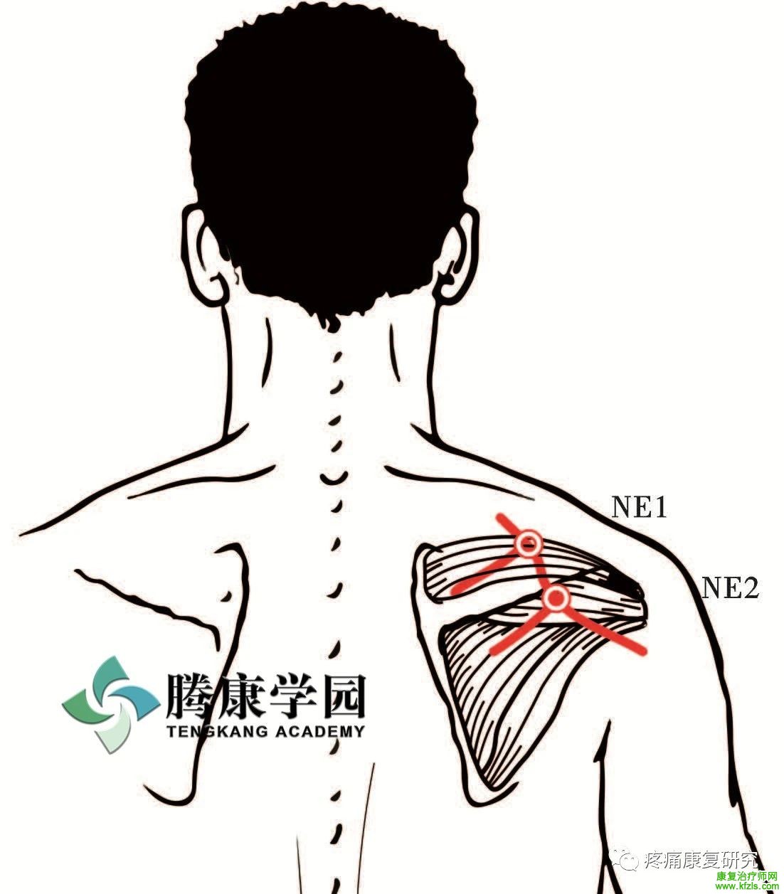 肩关节周围11条神经的解剖