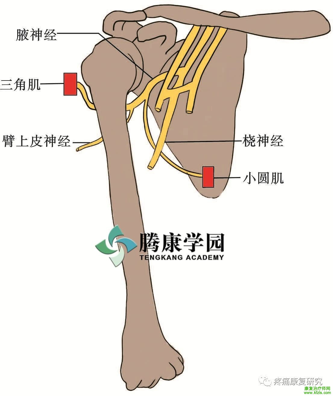 肩关节周围11条神经的解剖