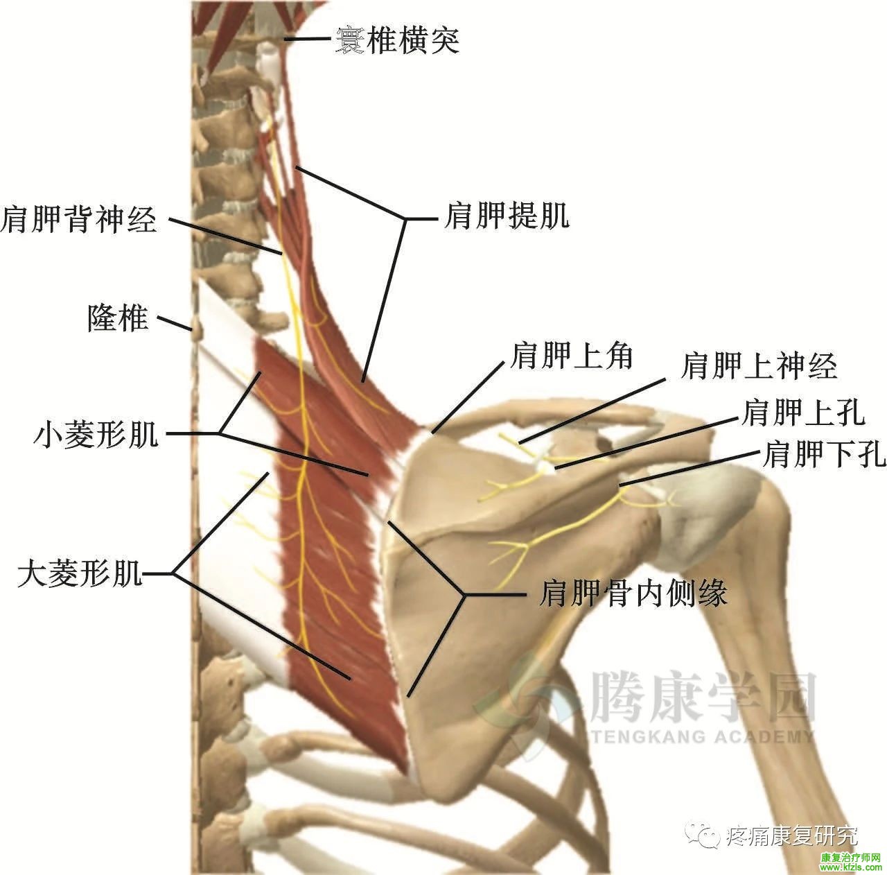 肩关节周围11条神经的解剖