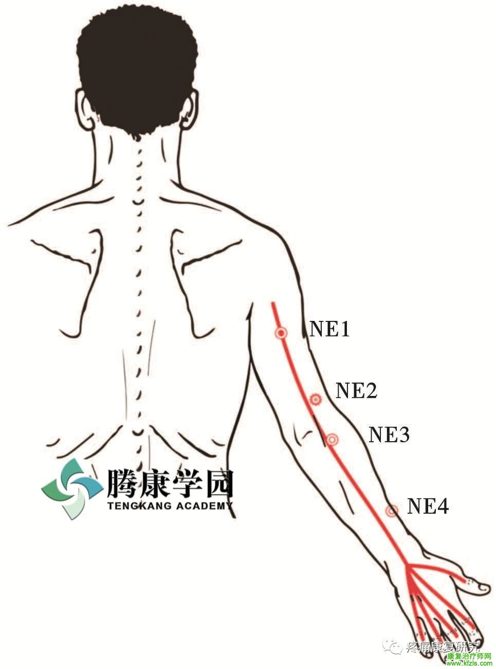 肩关节周围11条神经的解剖