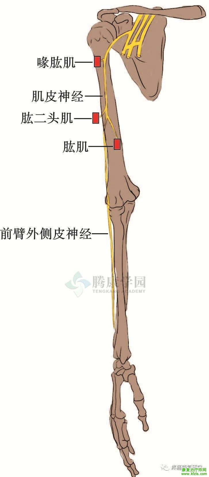 肩关节周围11条神经的解剖