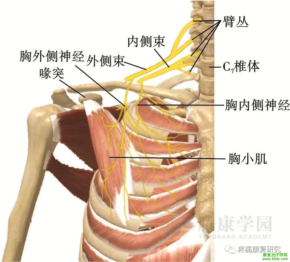 肩关节周围11条神经的解剖