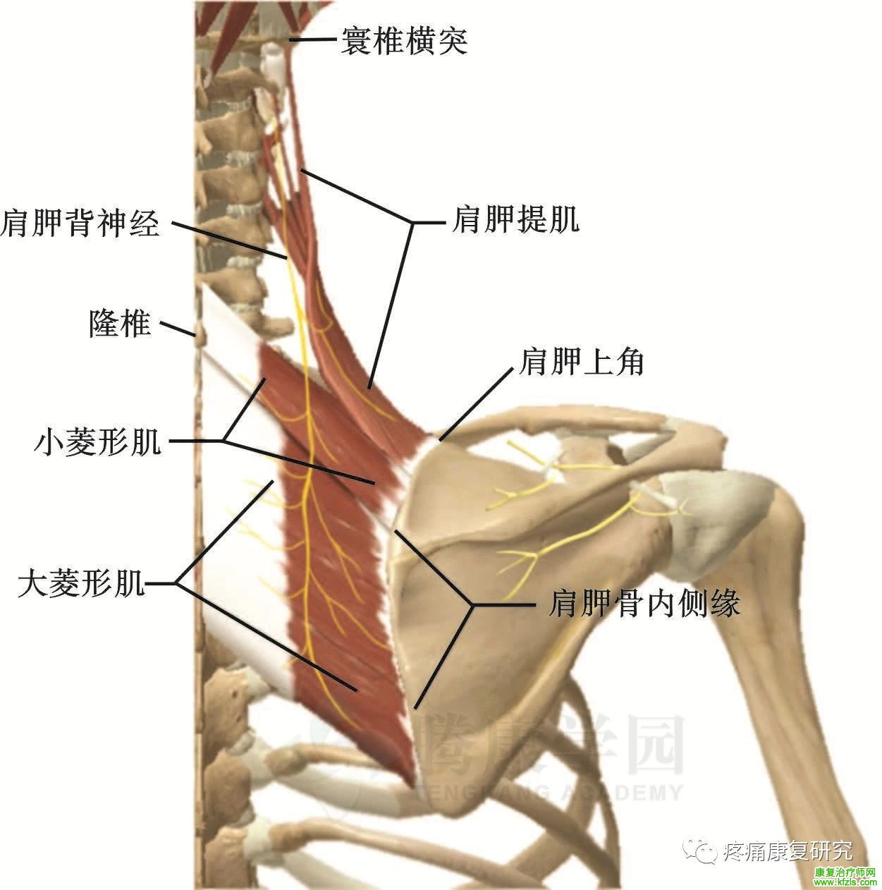 肩关节周围11条神经的解剖