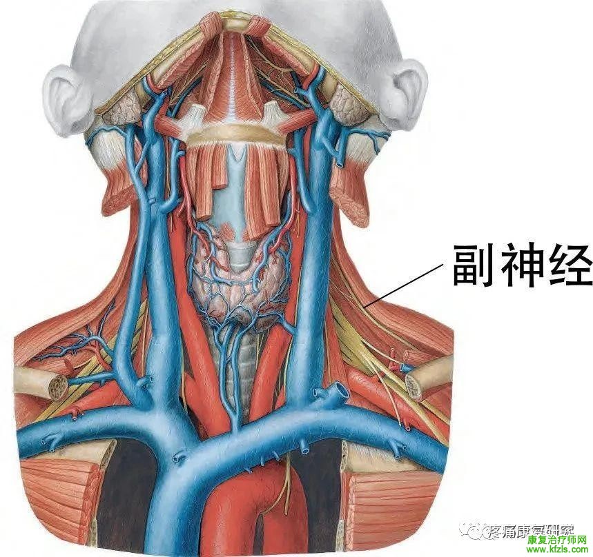 肩关节周围11条神经的解剖