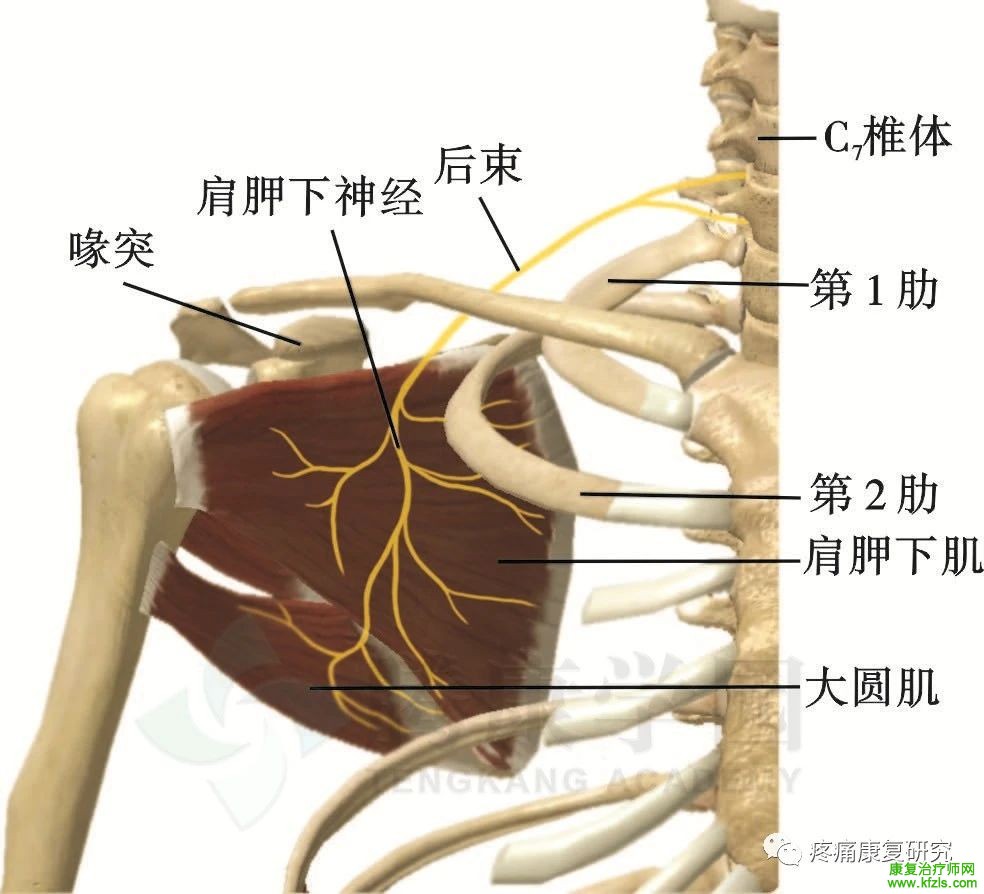 肩关节周围11条神经的解剖