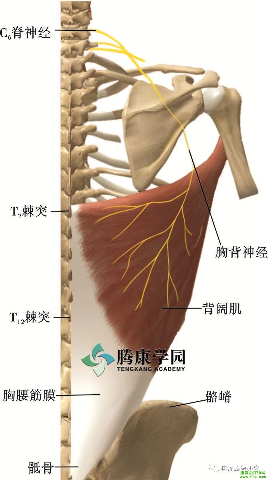 肩关节周围11条神经的解剖