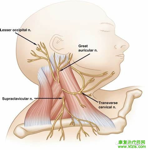 肩关节周围11条神经的解剖