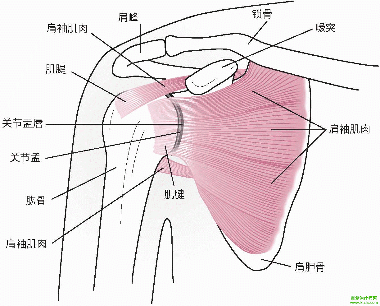 肩关节解剖