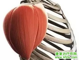 总结：可能引发肩关节疼痛的肌肉