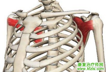 总结：可能引发肩关节疼痛的肌肉