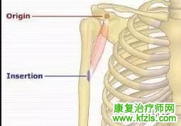 总结：可能引发肩关节疼痛的肌肉