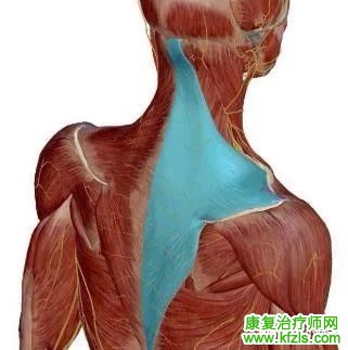 总结：可能引发肩关节疼痛的肌肉